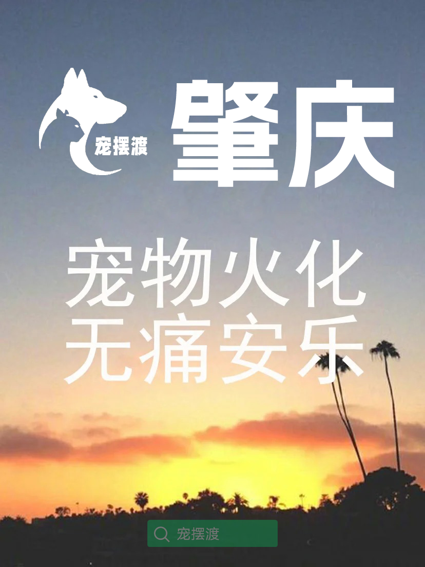 肇庆宠物善后：宠物离世后如何处理宠物的零食？
